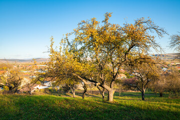 Sunny orchard landscape with trees in autumn colors in Mures valley, Transylvania, Romania