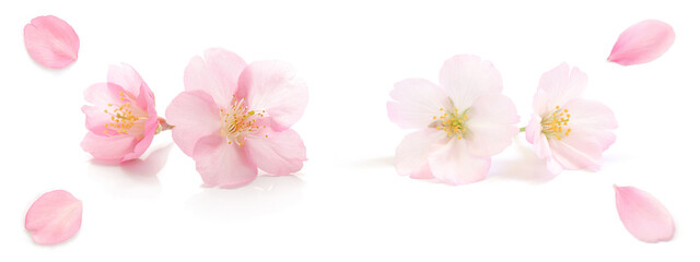 桜 花びら ピンク 春 白 背景 セット