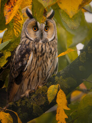owl on a branch