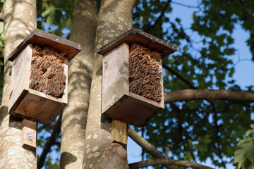 Small homes fixed to tree trunks provide shelter for insects in Lochau, Austria