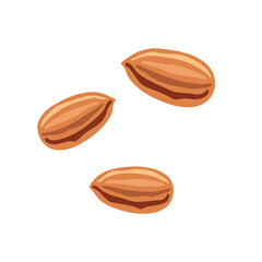Almond nuts cosmetic ingredient component illustration
