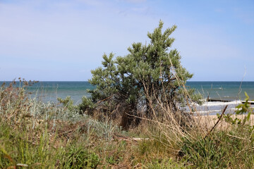 The shoreline of the Baltic Sea in Mielno, Poland, is marked by sandy dunes that are home to a diverse array of plant life