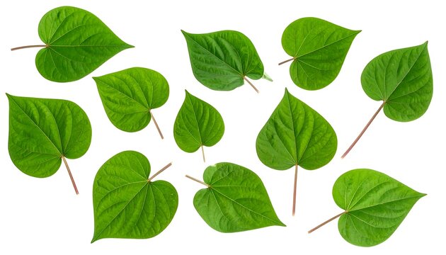 Isolated image displaying multiple vibrant green heart-shaped leaves, each with a stem, arranged against a white background