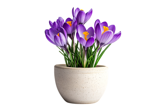 crocuses in a pot on transparent background