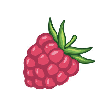 Raspberry berry, cosmetic ingredient, illustration