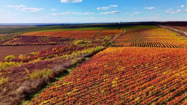 aerial imagery of lush grape fields displaying seasonal colors and structured trellis arrangements