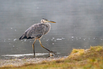 Great Blue Heron wading in a river with fog and steam on the water