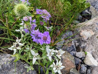flowers blooming on the steep slope on the way to Mt. Akaishidake, Shizuoka City, Shizuoka...