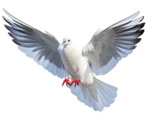 Obraz premium A white dove in full flight, wings spread wide against a stark white backdrop, showcasing feathers
