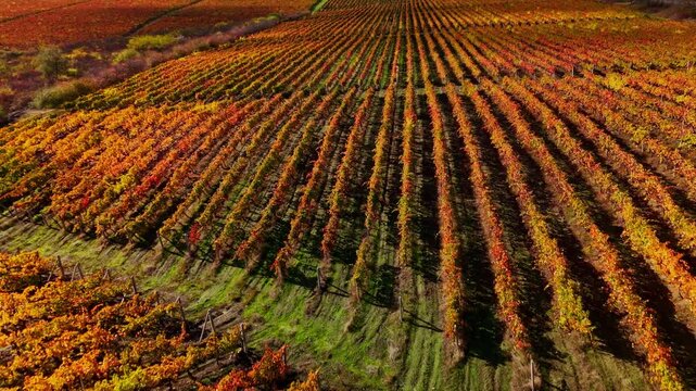 dynamic scene of vibrant autumn vines with contrasting foliage and rhythmic landscape lines