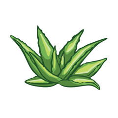 Aloevera plant, cosmetic ingredient illustration