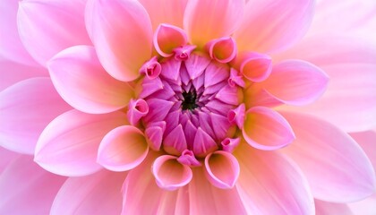 Macro shot of a vibrant, intricate flower with layered petals in shades of pink and a darker central bloom. The image shows soft details and a natural beauty