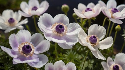 Obraz premium Delicate anemone flowers with soft, silky petals in shades of white, pink, and purple near the pond