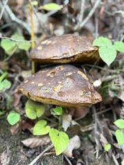 mushrooms in the forest