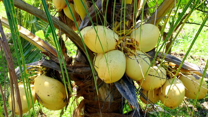 viele junge Kokosnüsse hängen dicht unter der Palme