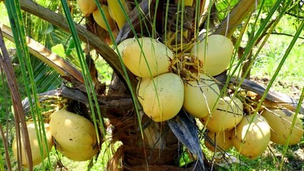 Selbstklebende Fototapeten Palme viele junge Kokosnüsse hängen dicht unter der Palme  © globetrotter1