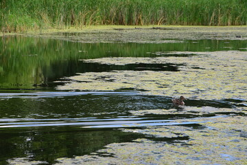 Duck swimming in a green, algae-covered pond with reeds