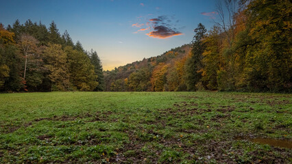autumn in the forest