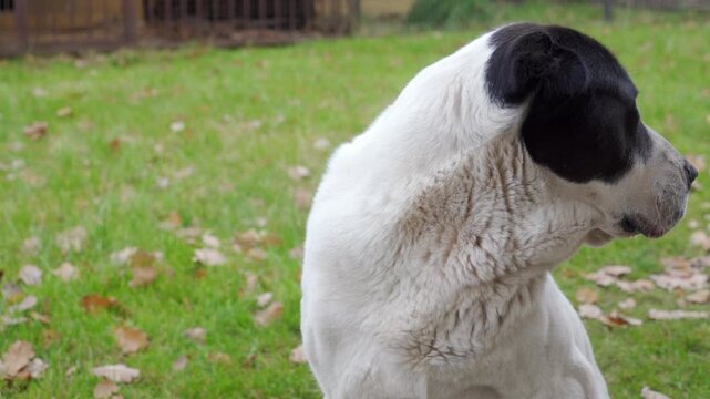 A large, powerful Central Asian Shepherd Dog sits calmly, looking directly at the camera with a serious expression. It is a portrait of the white and black dog outdoors on a green lawn