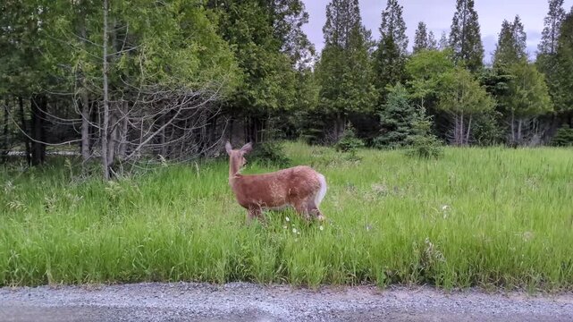 A white-tailed deer eating and walking close to the road in the Bic national Parc (Rimouski, Qu&eacute;bec, Canada)