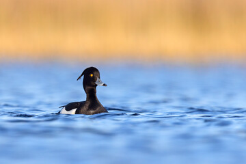 Czernica, kaczka czernica, kaczka czubata, kaczka czarnoczuba (Aythya fuligula) © Grzegorz