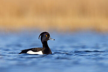 Czernica, kaczka czernica, kaczka czubata, kaczka czarnoczuba (Aythya fuligula) © Grzegorz