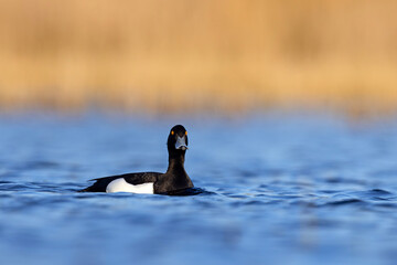 Czernica, kaczka czernica, kaczka czubata, kaczka czarnoczuba (Aythya fuligula)