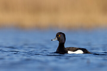 Czernica, kaczka czernica, kaczka czubata, kaczka czarnoczuba (Aythya fuligula)