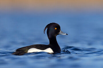 Czernica, kaczka czernica, kaczka czubata, kaczka czarnoczuba (Aythya fuligula)