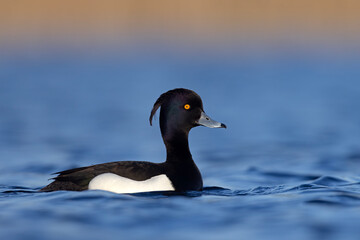 Czernica, kaczka czernica, kaczka czubata, kaczka czarnoczuba (Aythya fuligula)