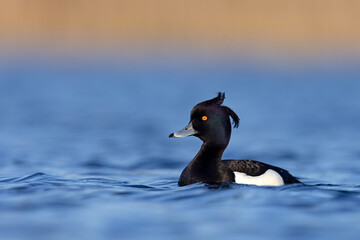 Czernica, kaczka czernica, kaczka czubata, kaczka czarnoczuba (Aythya fuligula)