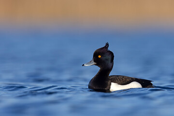 Czernica, kaczka czernica, kaczka czubata, kaczka czarnoczuba (Aythya fuligula) © Grzegorz