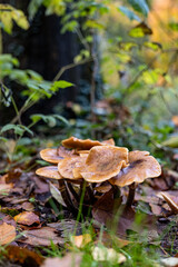 mushroom in autumn forest