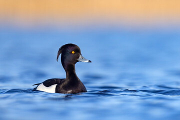 Czernica, kaczka czernica, kaczka czubata, kaczka czarnoczuba (Aythya fuligula)