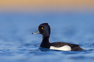 Czernica, kaczka czernica, kaczka czubata, kaczka czarnoczuba (Aythya fuligula)