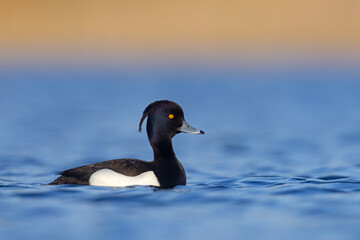 Czernica, kaczka czernica, kaczka czubata, kaczka czarnoczuba (Aythya fuligula)