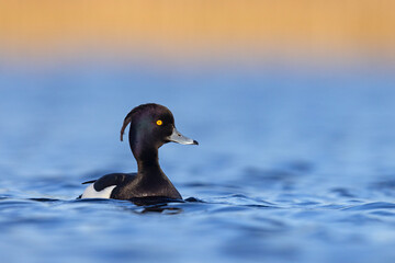 Czernica, kaczka czernica, kaczka czubata, kaczka czarnoczuba (Aythya fuligula)