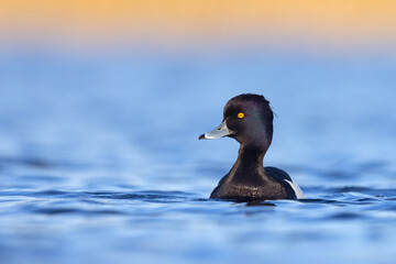 Czernica, kaczka czernica, kaczka czubata, kaczka czarnoczuba (Aythya fuligula)