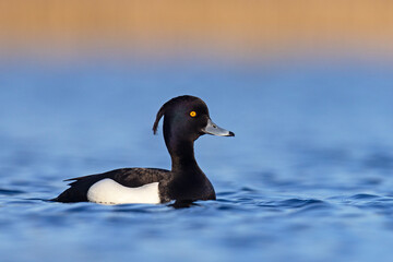 Czernica, kaczka czernica, kaczka czubata, kaczka czarnoczuba (Aythya fuligula)