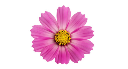 Obraz premium Pink cosmos flower isolated on transparent background