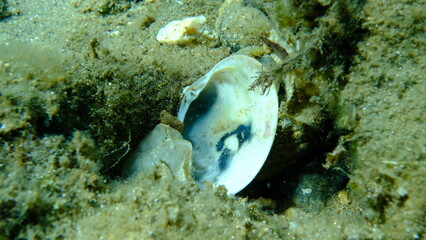 Smooth clam or smooth callista, brown venus (Callista chione) shell undersea, Aegean Sea, Greece, Halkidikii, Pirgos beach