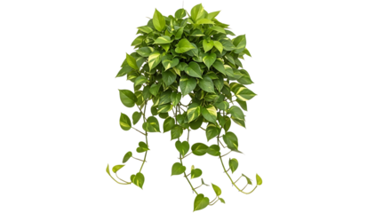 Green hanging pothos plant isolated on transparent background