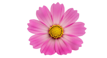 Single pink cosmos flower isolated on transparent background