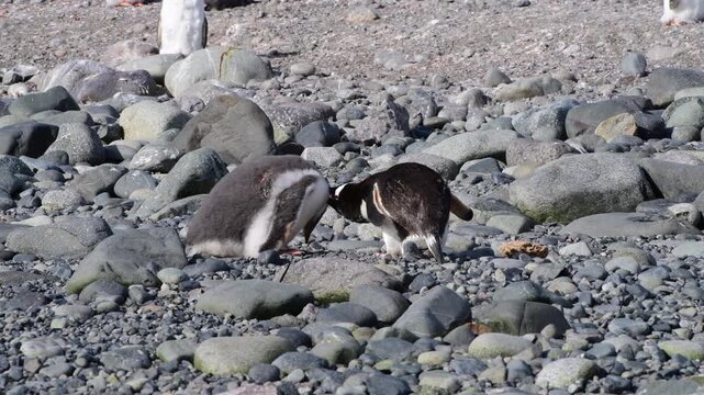 Gentoo Penguin finding chick in Antarctica