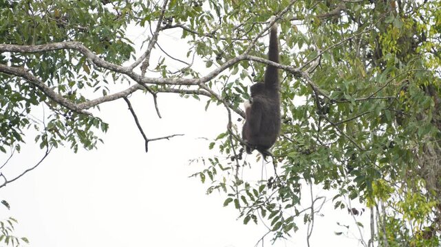 Common GibbonWhite-handed Gibbon on branch  in natural habitats in the forest at khaoyai national park Thailand.