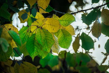 Obraz premium autumn leaves in the forest