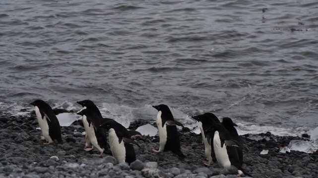 Adelie Penguins walk along beach at Brown Bluff in Antarctica