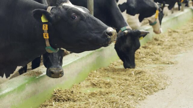Close-up of a black cow's head eating haylage in a stall on a dairy farm. Cows eat hay, haylage, grass meal, and succulent and roughage feeds to produce milk. Stall feeding of cows on a farm.