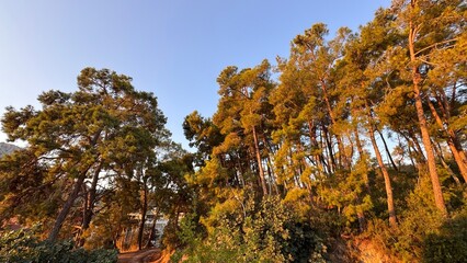 Lush green pine trees bathed in the intense golden light of sunset, creating strong contrast and a...