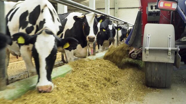 Agricultural machine pours feed for cows on farm. Technological process in agriculture. Feeding dairy herds on farm. Hay, haylage, grass meal, succulent and roughage are distributed to cows.